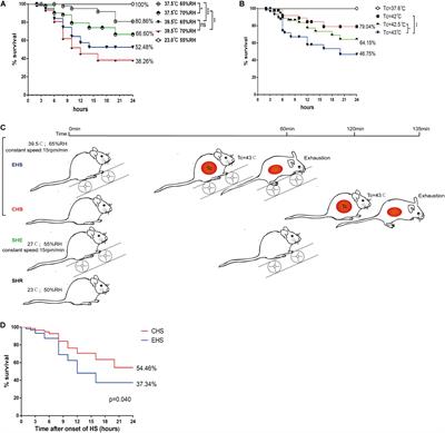 Optimization of a Rhabdomyolysis Model in Mice With Exertional Heat Stroke Mouse Model of EHS-Rhabdomyolysis